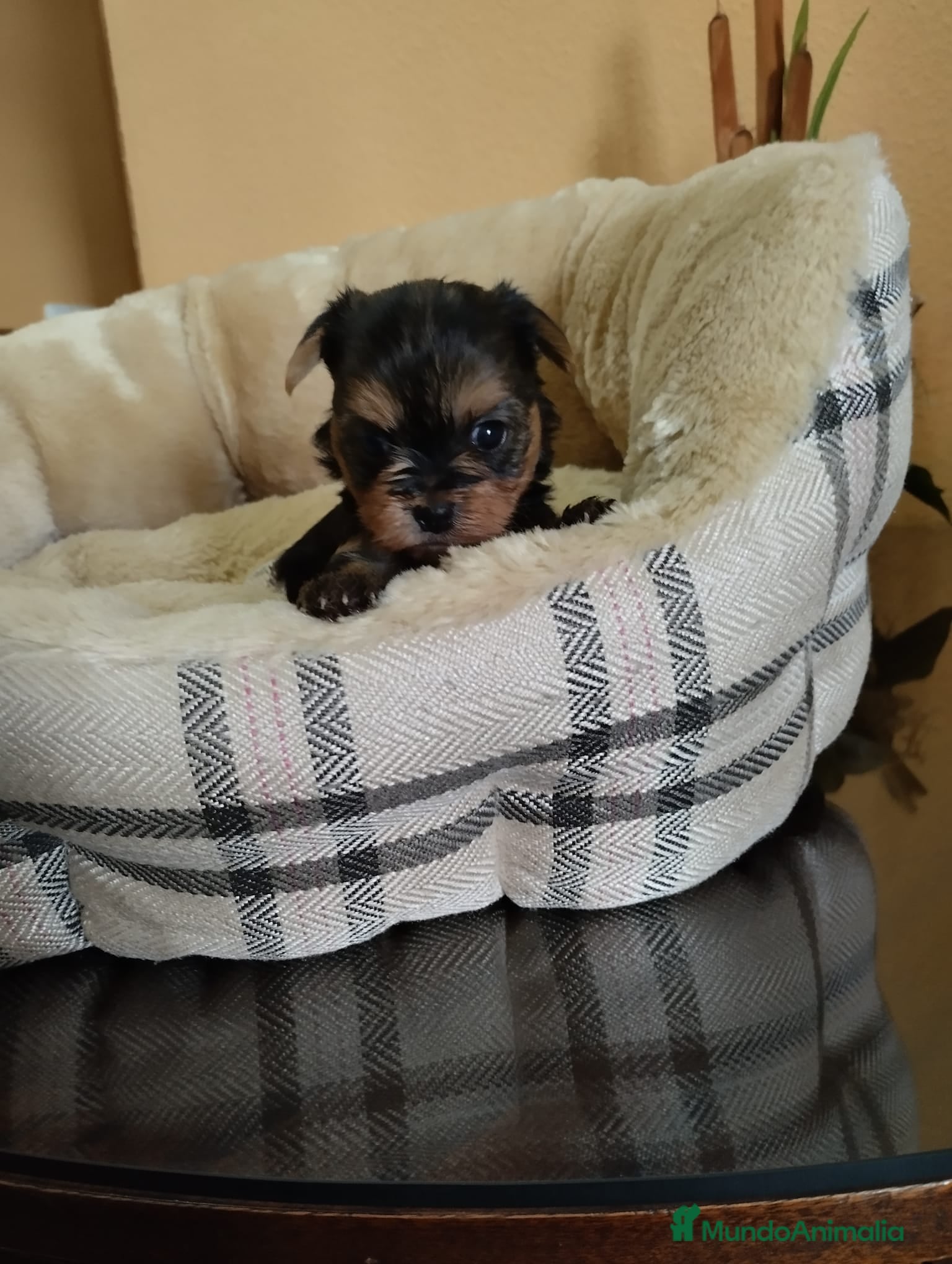 Yorkshire Terrier perros en venta: Yorkshire terrier toy  - Anuncio 1