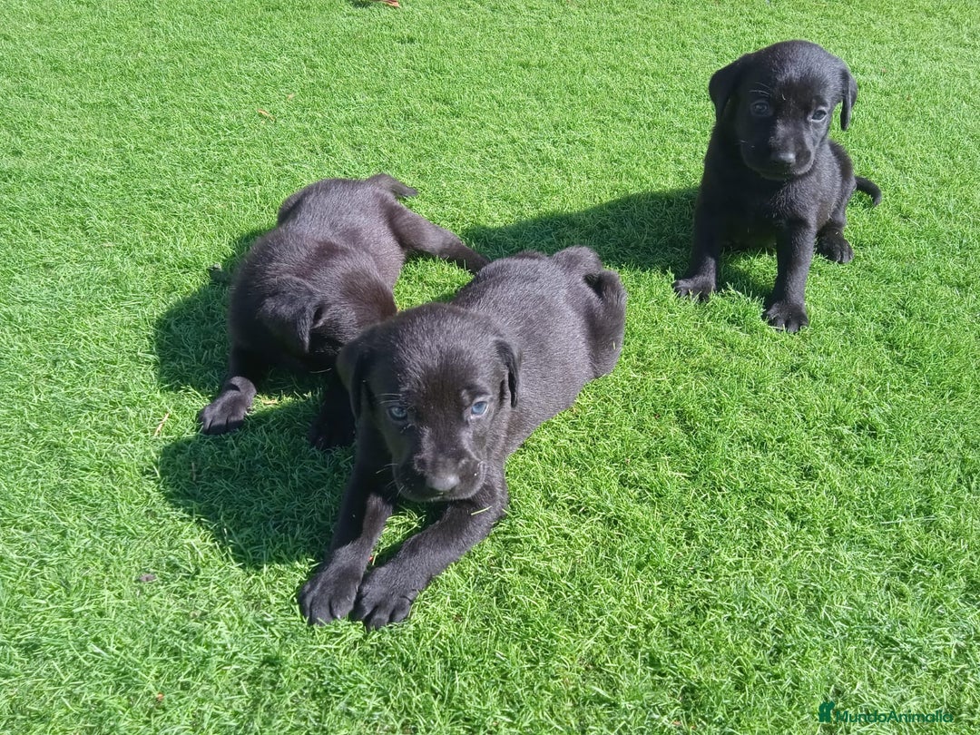 Labrador Retriever perros en venta: labrador  - Imagen 1