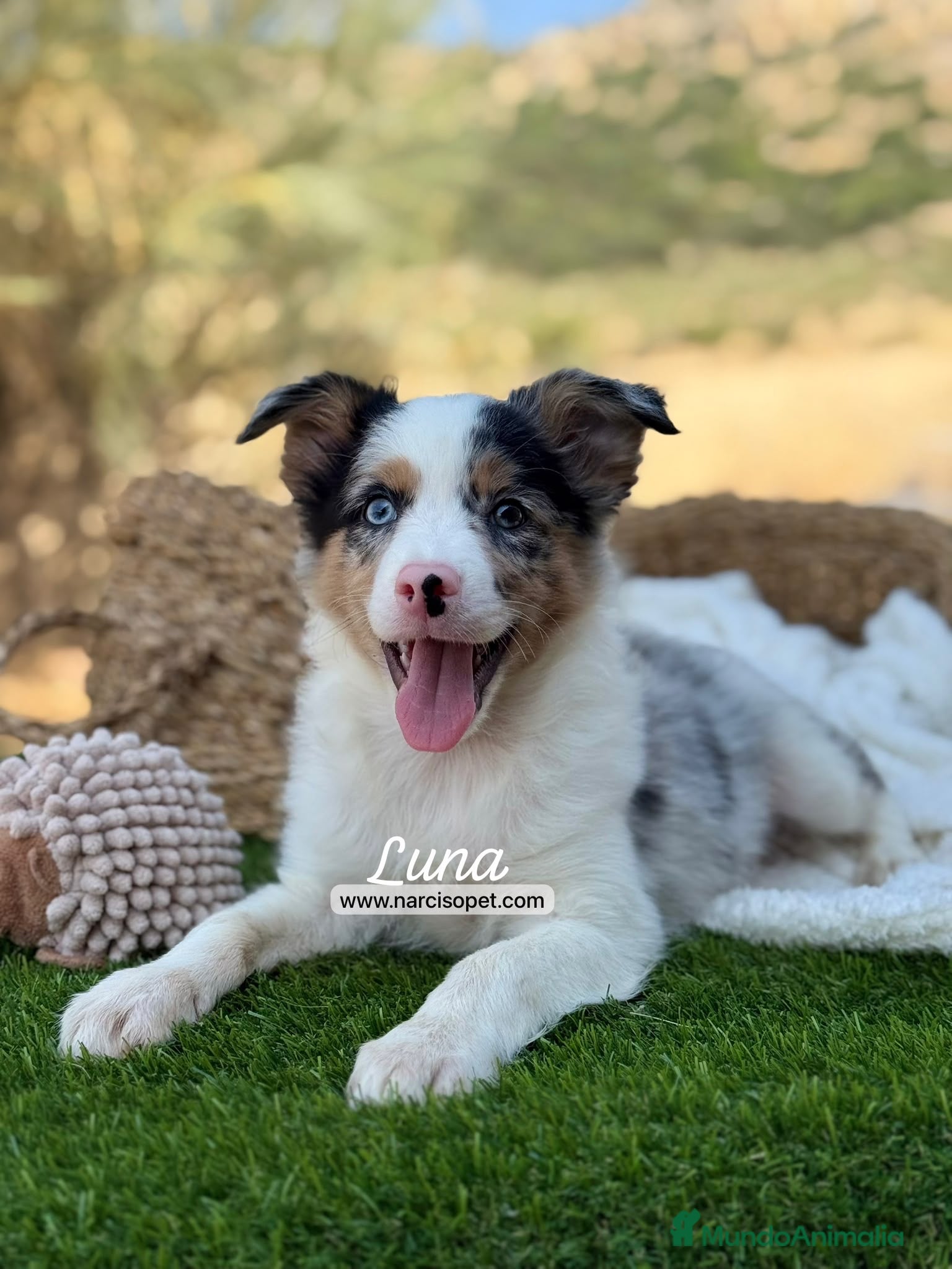 Border Collie perros BORDER COLLIE MERLE HEMBRA - Anuncio 11