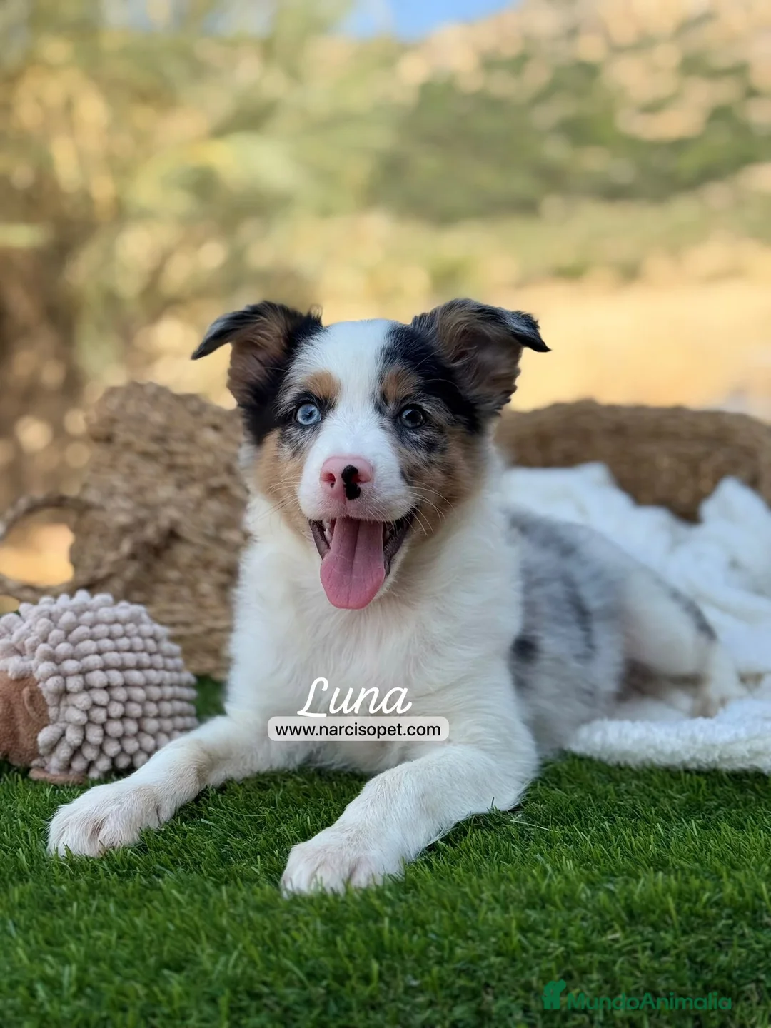 Border Collie perros en venta: BORDER COLLIE MERLE HEMBRA - Anuncio 1