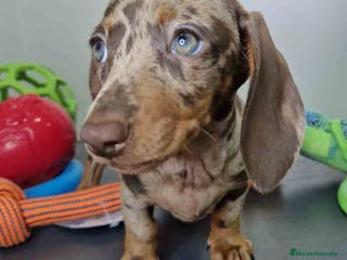 Teckel Miniatura perros Teckel Hembra DCD 5758 AQUANATURA - Anuncio 21