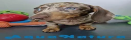 Teckel Miniatura perros en venta: Teckel Hembra DCD 5758 AQUANATURA - Anuncio 1