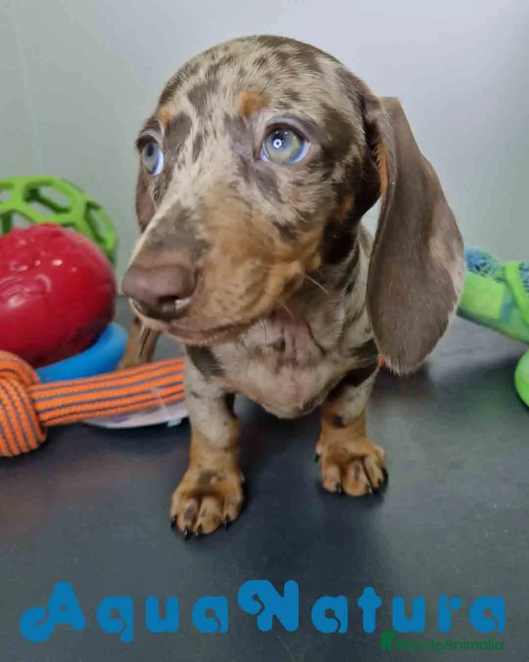 Teckel Miniatura perros en venta: Teckel Hembra DCD 5758 AQUANATURA - Anuncio 1
