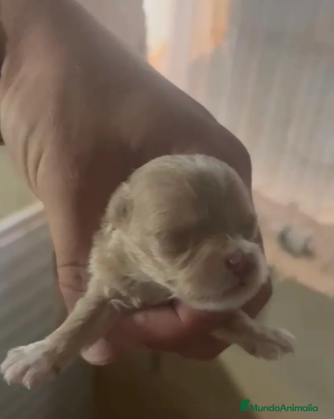 Maltipoo perros en venta: Maltipoo disponible🐶🐾 en Málaga - Anuncio 1