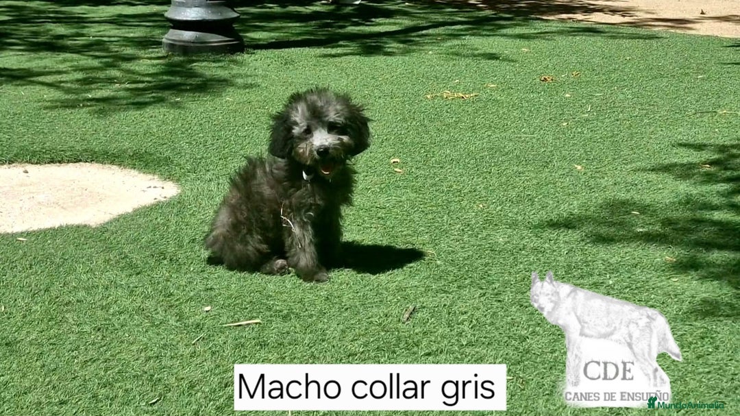 Caniche Enano perros en venta: Caniches EXCLUSIVOS!!! - Imagen 5