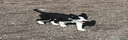 Border Collie perros en venta: Border Collie - Anuncio 4