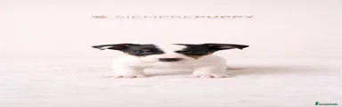 Jack Russell Terrier Cachorro 3
