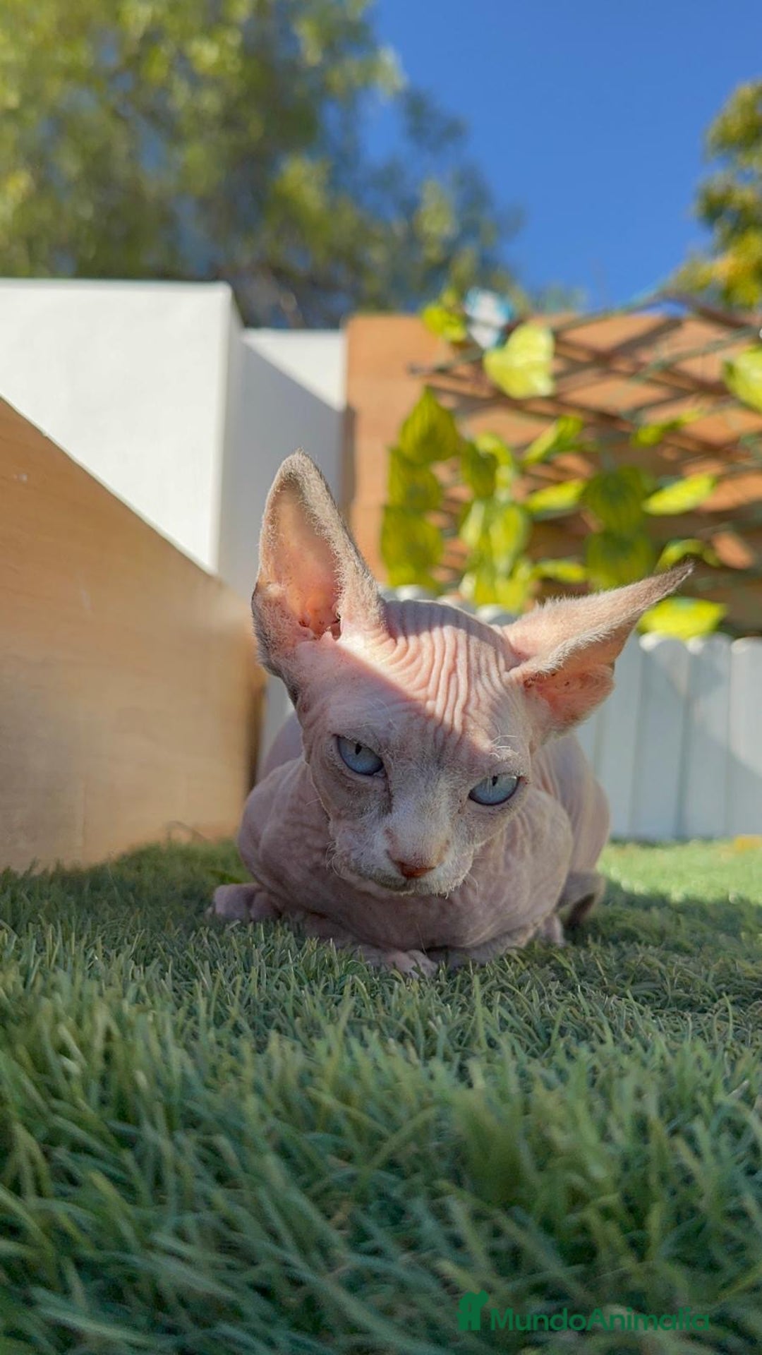 Sphynx gatos en venta: GATITAS SPHYNX - Anuncio 3