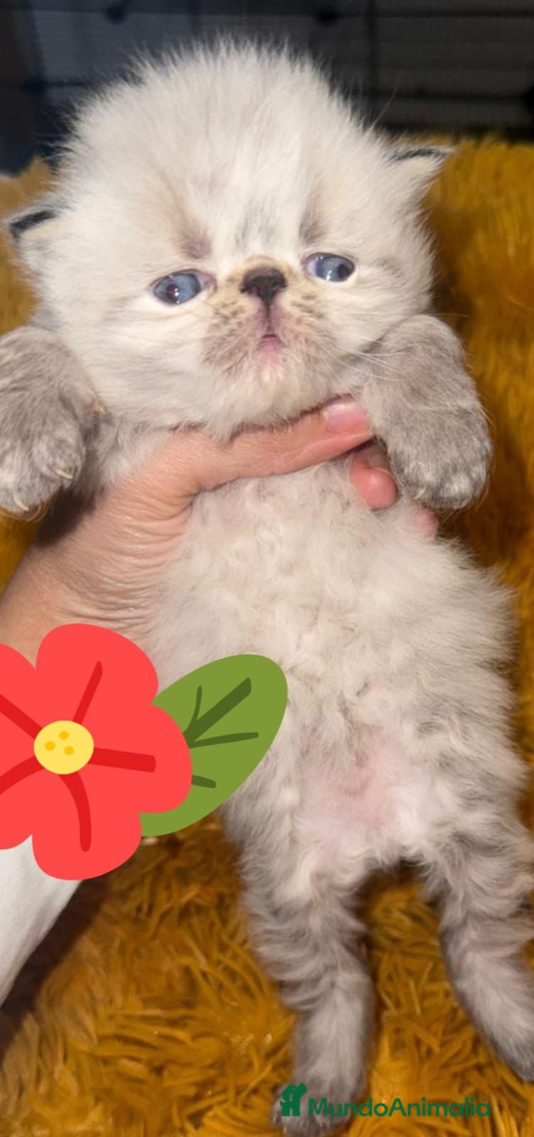 Himalayo gatos Gato del himalaya persa exotico - Anuncio 1