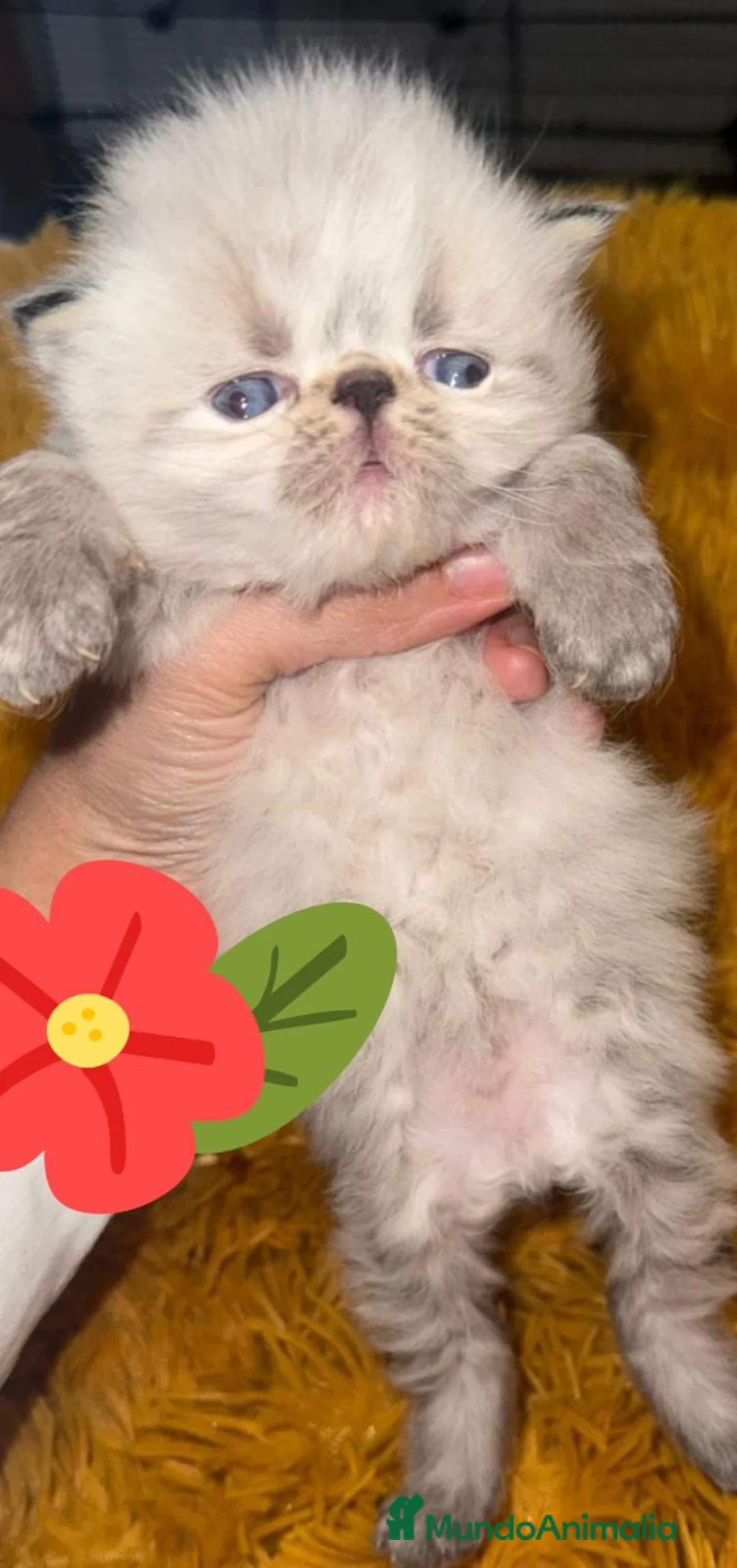 Himalayo gatos en venta: Gato del himalaya persa exotico - Anuncio 1