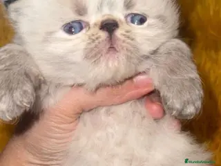 Himalayo gatos Gato del himalaya persa exotico - Anuncio 1