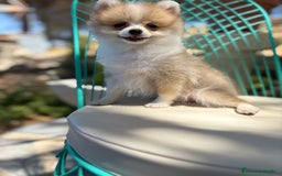 Pomerania perros en venta: Pomerania Hembra toy  - Imagen 2