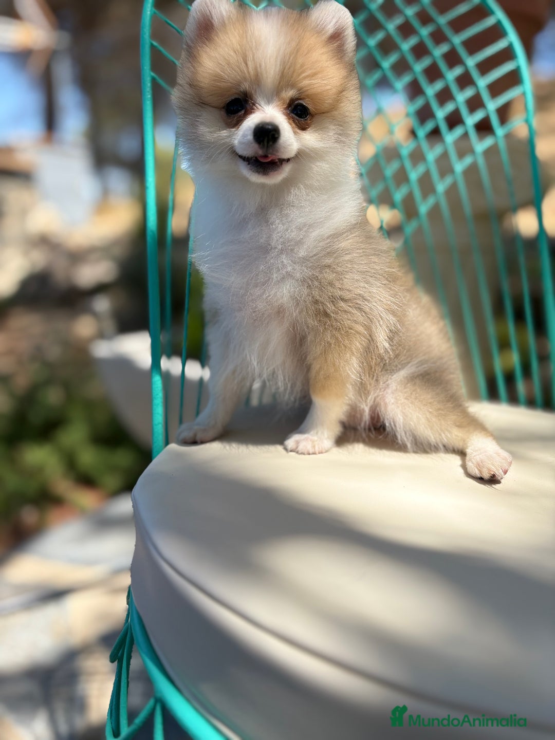 Pomerania perros en venta: Pomerania Hembra toy  - Imagen 2
