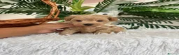 Maltipoo perros en venta: MALTIPOO MACHOS  - Anuncio 6
