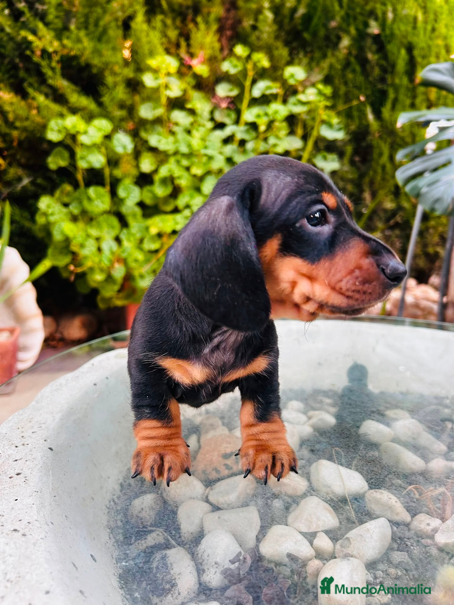 Teckel Miniatura perros Teckel Kaninchen. Excelente pedigree - Anuncio 2