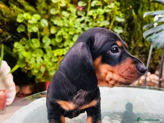 Teckel Miniatura perros Teckel Kaninchen. Excelente pedigree - Anuncio 2
