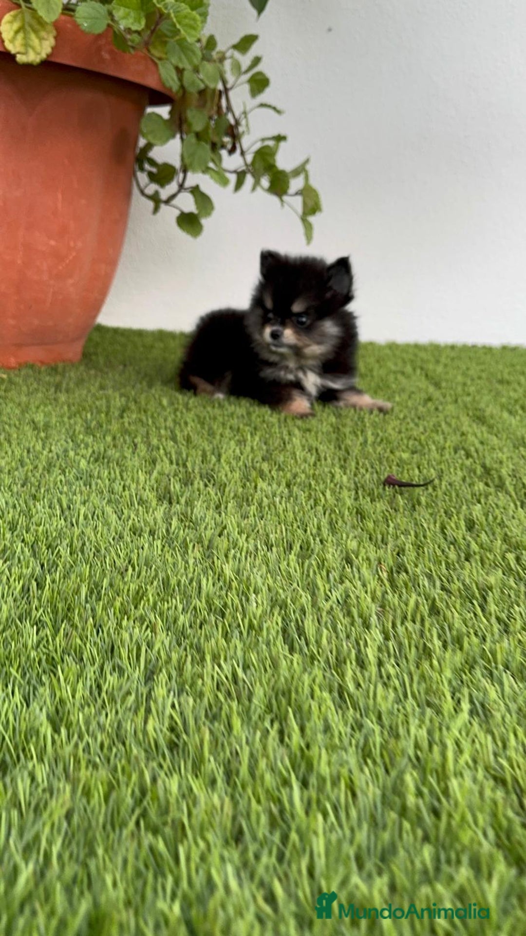 Pomerania perros en venta: POMERANIA HEMBRA Mascotas del sur - Imagen 9