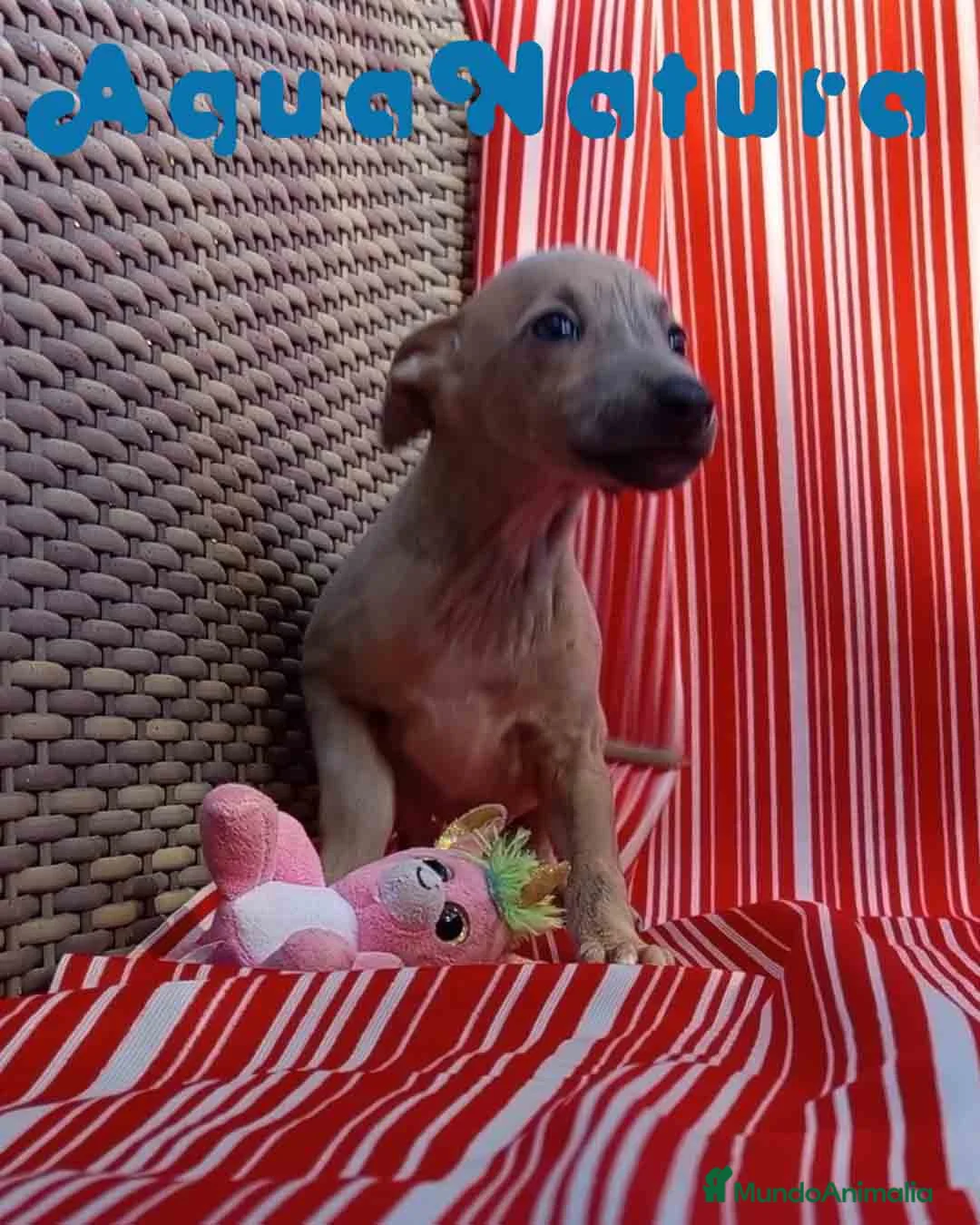 Pequeño Lebrel Italiano perros en venta: Lebrel Italiano Hembra 6 de AB y Omega AQUANATURA - Anuncio 3