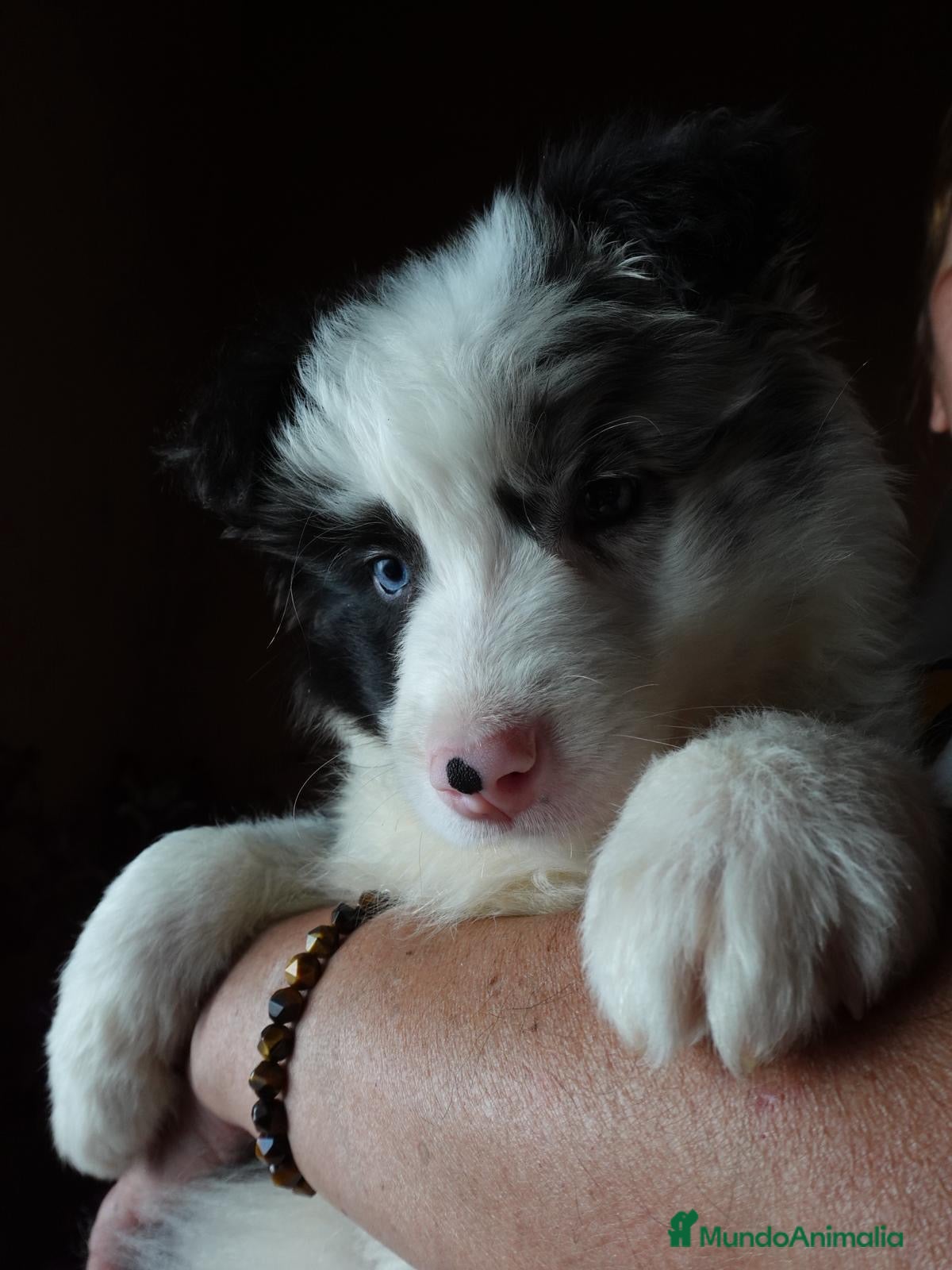 Border Collie perros BORDER COLLIE MERLE  - Anuncio 1