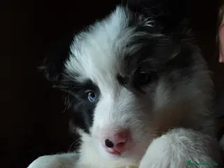 Border Collie perros BORDER COLLIE MERLE - Anuncio 1