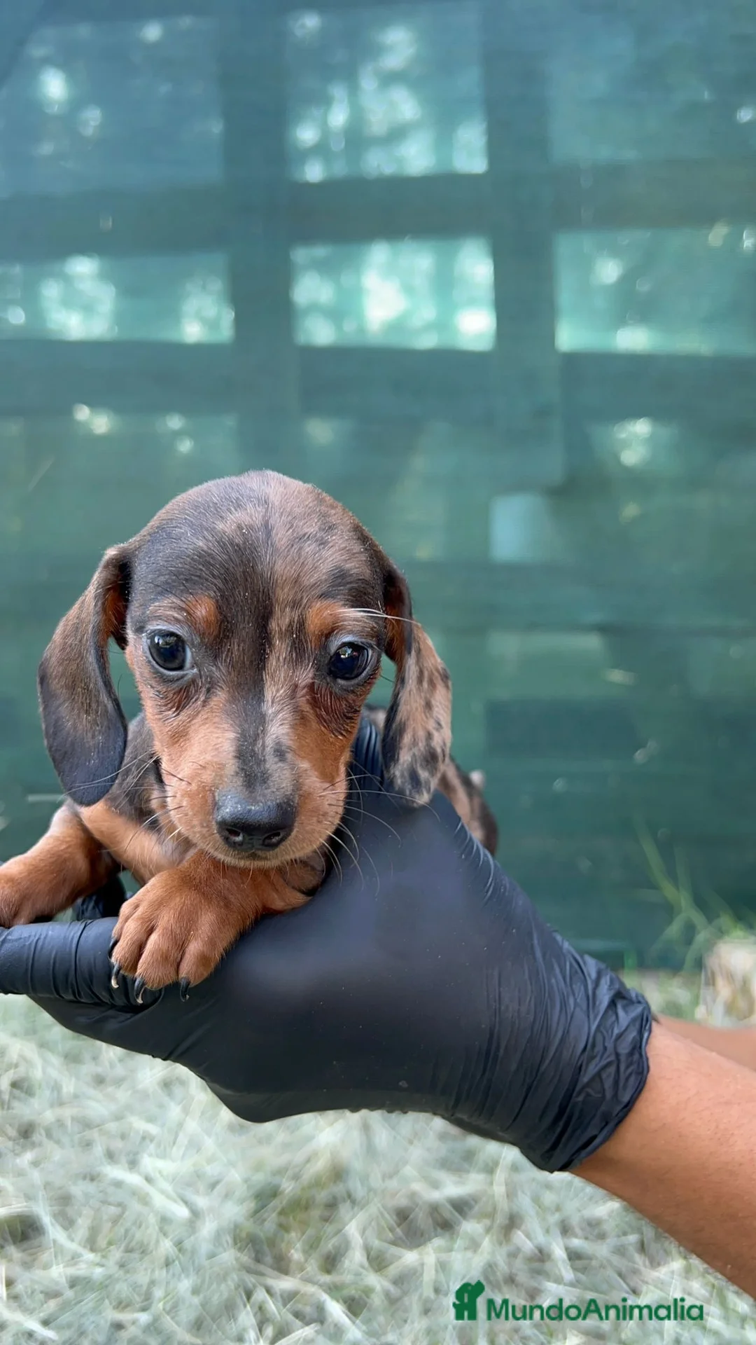 Teckel Miniatura perros en venta: Teckel mini  - Anuncio 1