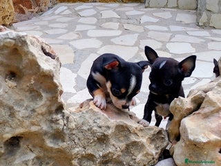 Chihuahua perros en Alicante - Anuncio 39