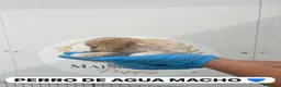 Perro de Agua Español perros en venta: CACHORRITO PERRO DE AGUA APRICOT  - Anuncio 2