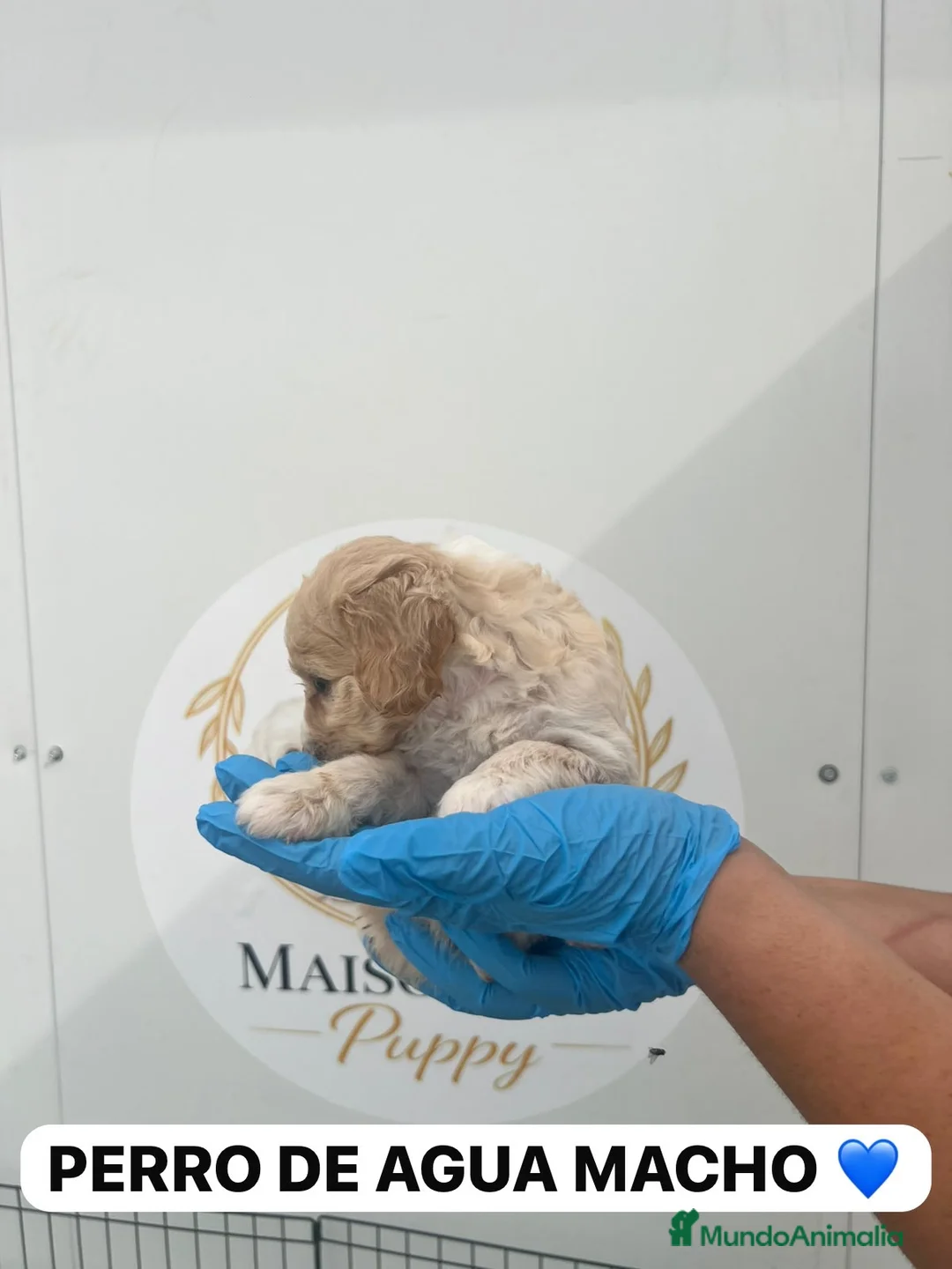 Perro de Agua Español perros en venta: CACHORRITO PERRO DE AGUA APRICOT  - Anuncio 2