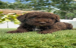 Perro de Agua Español perros en venta: PERRO DE AGUA ESPAÑOL MACHO CHOCOLATE - Imagen 28
