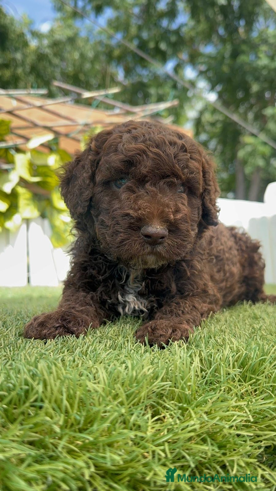 Perro de Agua Español perros en venta: PERRO DE AGUA ESPAÑOL MACHO CHOCOLATE - Imagen 28