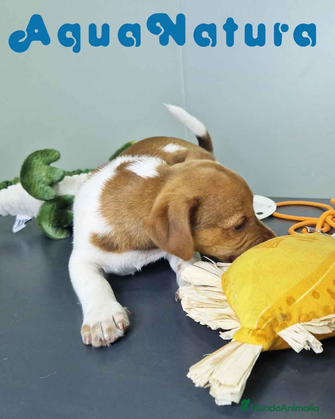 Jack Russell Terrier perros Jack Russel Macho JMU 7730 AQUANATURA - Anuncio 2