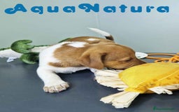 Jack Russell Terrier perros en venta: Jack Russel Macho JMU 7730 AQUANATURA - Imagen 2