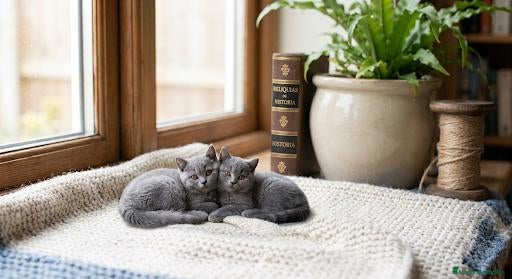 Británico de Pelo Corto gatos Excelente camada de British - Anuncio 15