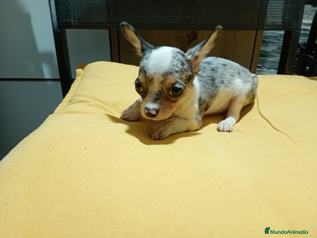 Chihuahua perros en venta: Chihuahua macho  - Imagen 6