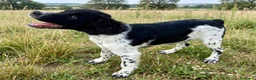 Épagneul Breton perros en venta: Epagneul bretón  - Anuncio 5