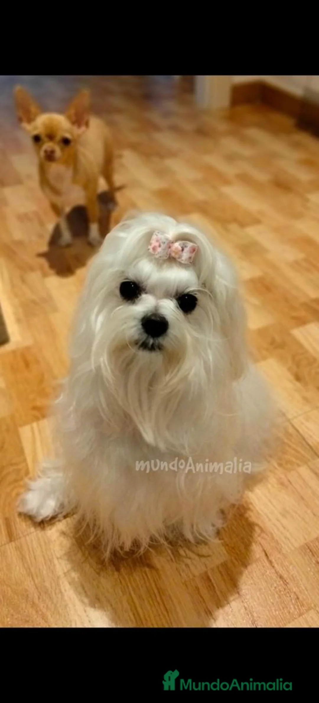 Imagen de galería {{count}}