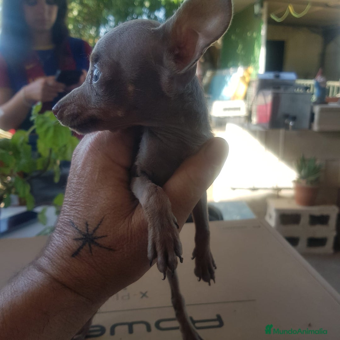 Ratón de Praga perros en venta: Ratón de praga  - Imagen 6