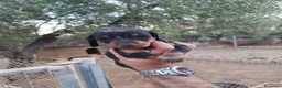 Teckel Miniatura perros en venta: Teckel miniatura  - Anuncio 13
