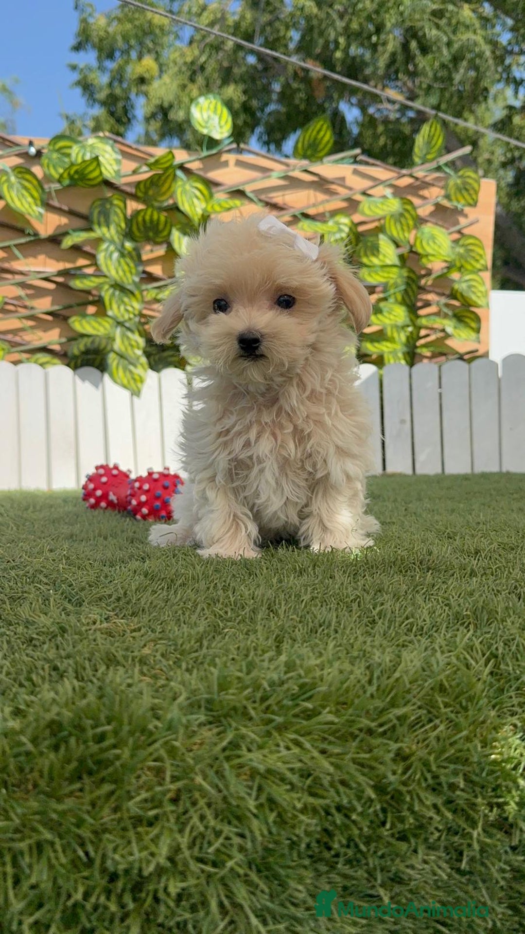 Maltipoo perros en venta: MALTIPOO MINI TOY MUY PEQUEÑITO (2-2´5k adulto) - Imagen 10