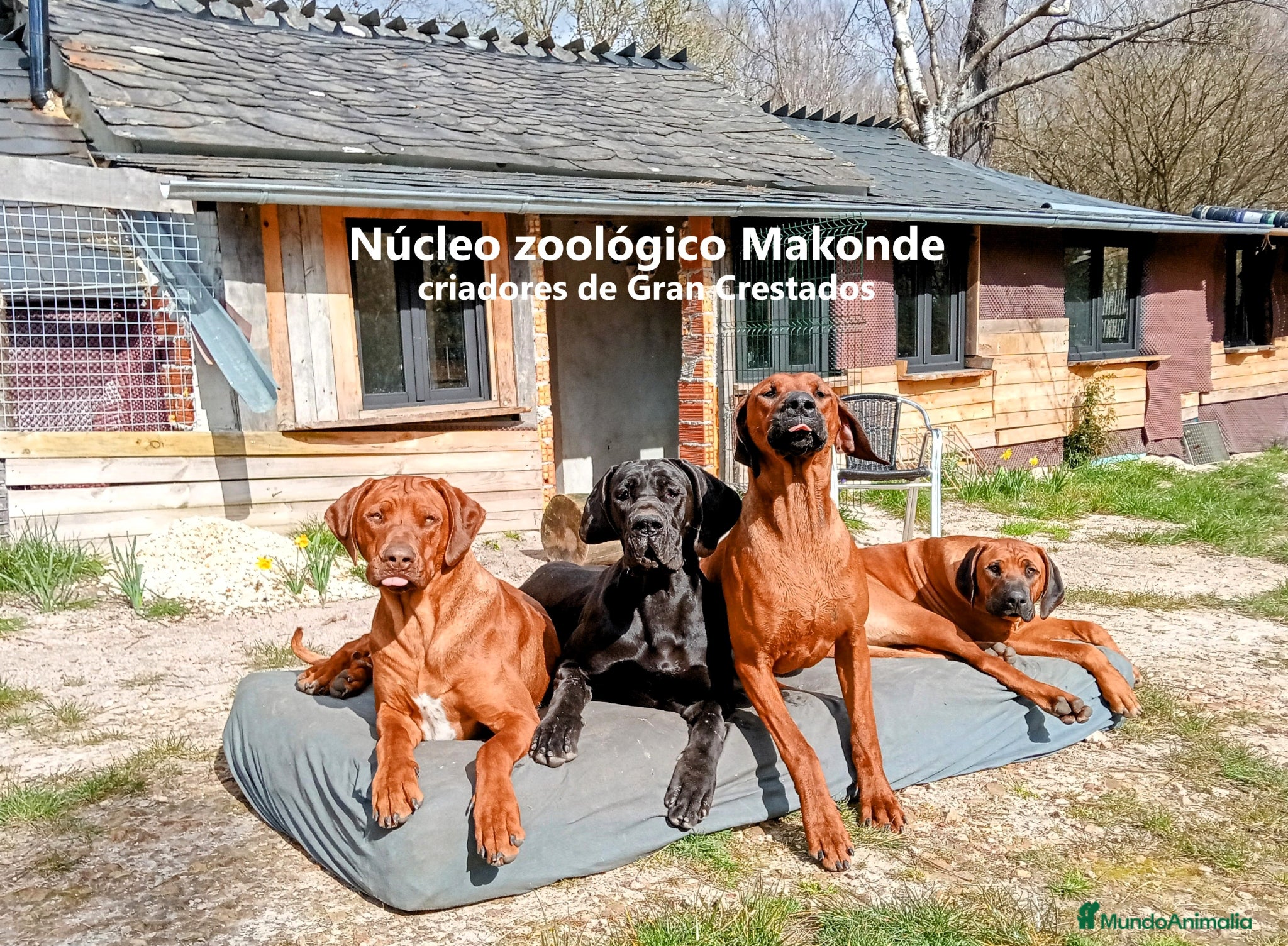 Raza Mixta perros 🐾 NUEVA CAMADA 2026 – GRAN CRESTADO - Anuncio 1