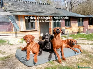 Raza Mixta perros 🐾 NUEVA CAMADA 2026 – GRAN CRESTADO - Anuncio 1