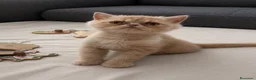 Persa gatos en venta: Persa exotico crema  - Anuncio 1