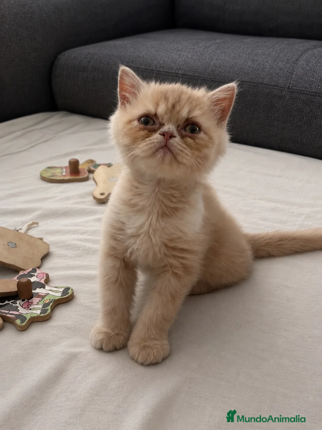 Persa gatos en venta: Persa exotico crema  - Anuncio 1
