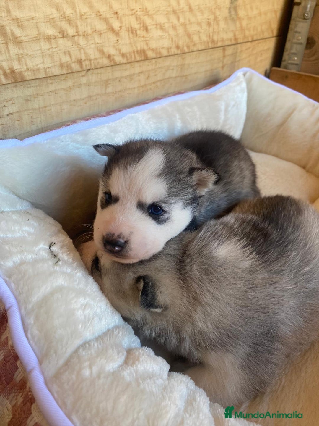 Husky Siberiano perros en venta: 	Huskies Siberianos Pura Raza Belleza y Nobleza - Anuncio 2