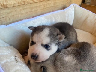 Husky Siberiano perros Huskies Siberianos Pura Raza Belleza y Nobleza - Anuncio 7