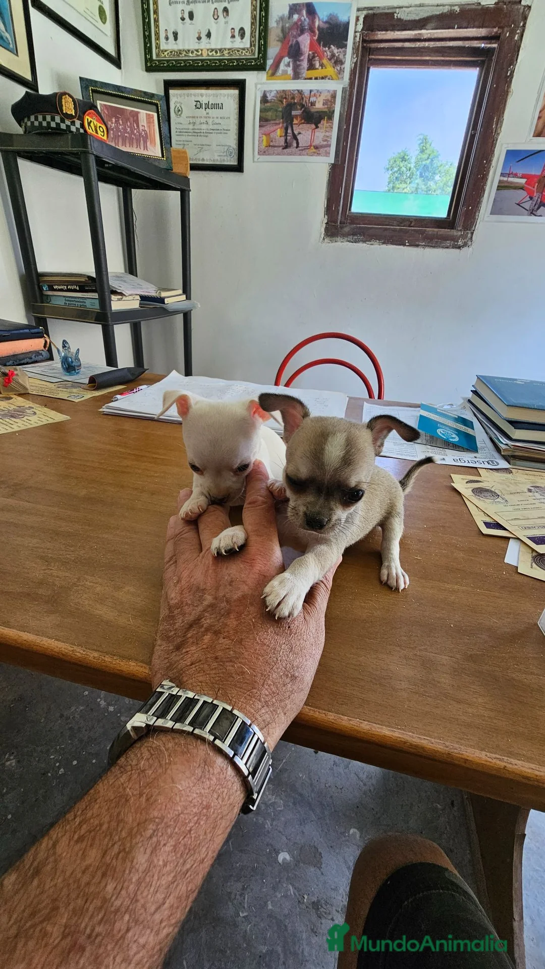 Chihuahua perros en venta: Cachorritos chihuahua mini  - Anuncio 2