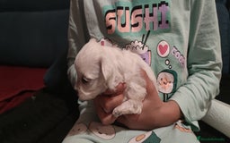 Bichón Maltés perros en venta: Bichón Maltés Toy  - Imagen 3