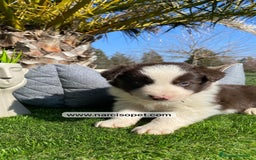 Border Collie perros en venta: BORDER COLLIE CHOCOLATE EN VENTA - Imagen 1