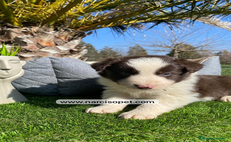 Border Collie perros - Anuncio 3