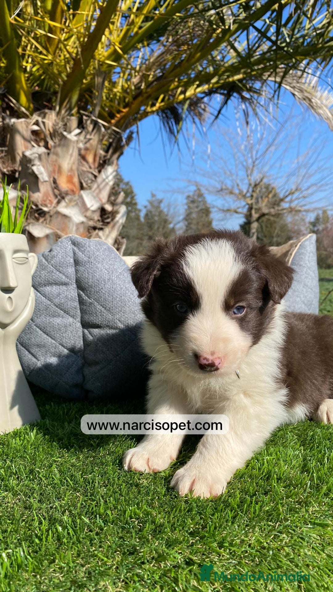 Border Collie perros en venta: BORDER COLLIE CHOCOLATE EN VENTA - Imagen 1